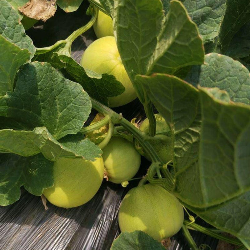 新日本甜宝甜瓜种子10g杂交高圆形淡绿色早熟薄皮香瓜种