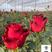 精选云南四季玫瑰花苗，基地供应，成活率高，价格低全国发货