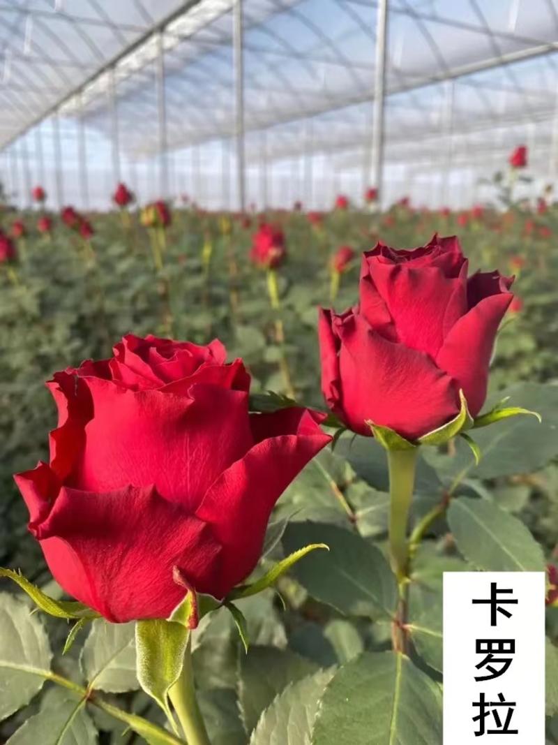 精选云南四季玫瑰花苗，基地供应，成活率高，价格低全国发货