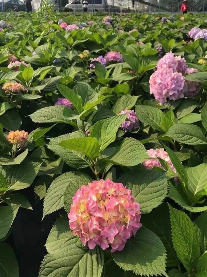 八仙花种苗无尽夏绣球花苗四季开花基地自产自销，全国供应