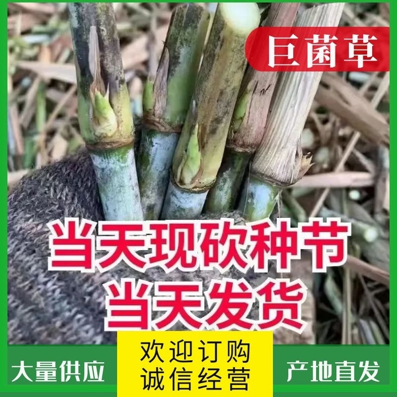 【牛商店长推荐】巨菌草种苗产地直发包技术包售后