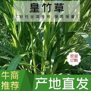 【牛商店长推荐】皇竹草种苗产地直发包售后可视频