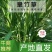 【牛商店长推荐】皇竹草种苗产地直发包售后可视频