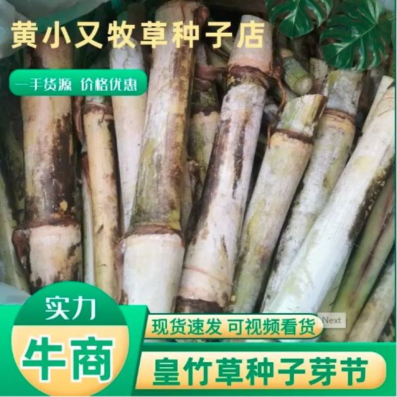 【质量保障】新鲜新型皇竹草芽节，成活率高，可技术指导