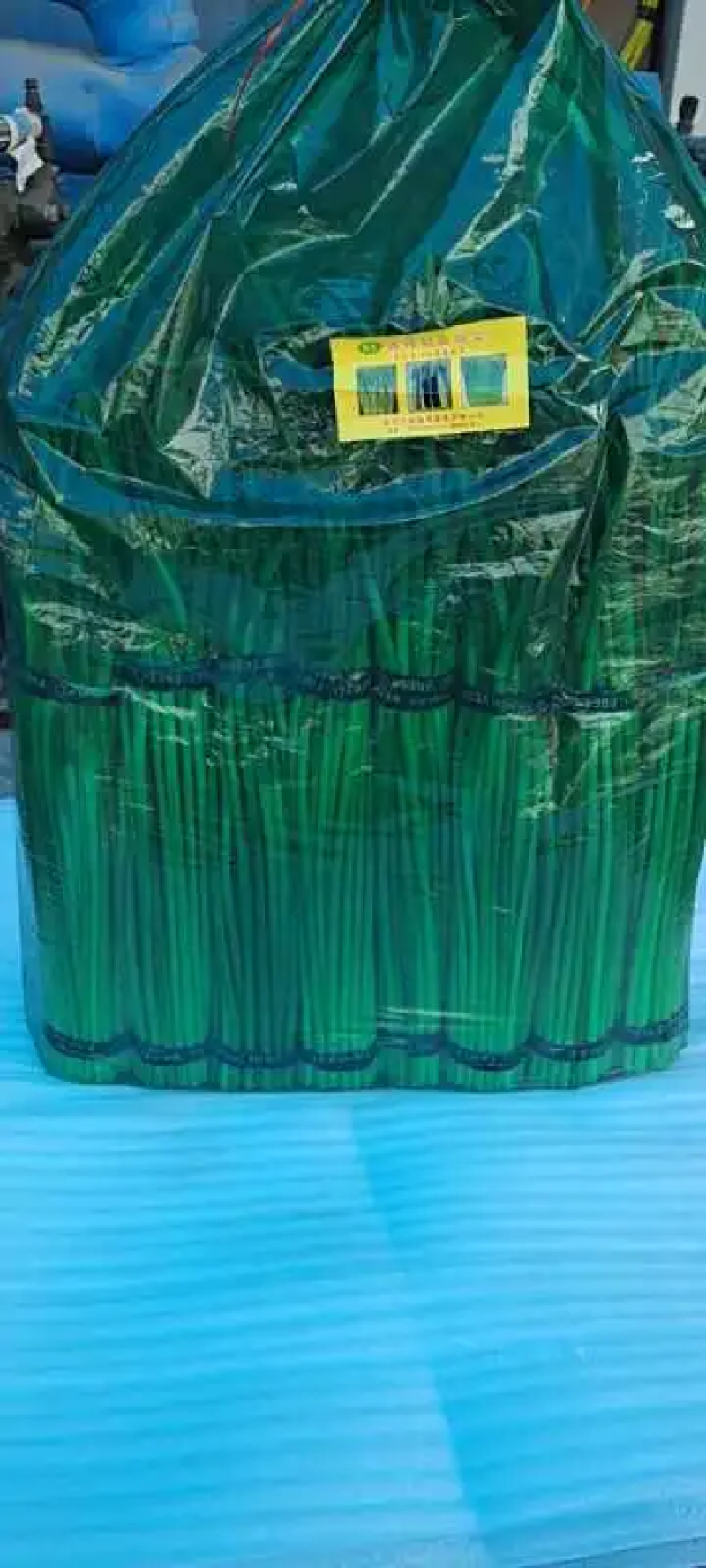 江苏邳州红帽蒜苔精品蒜苔产地直发品质保证
