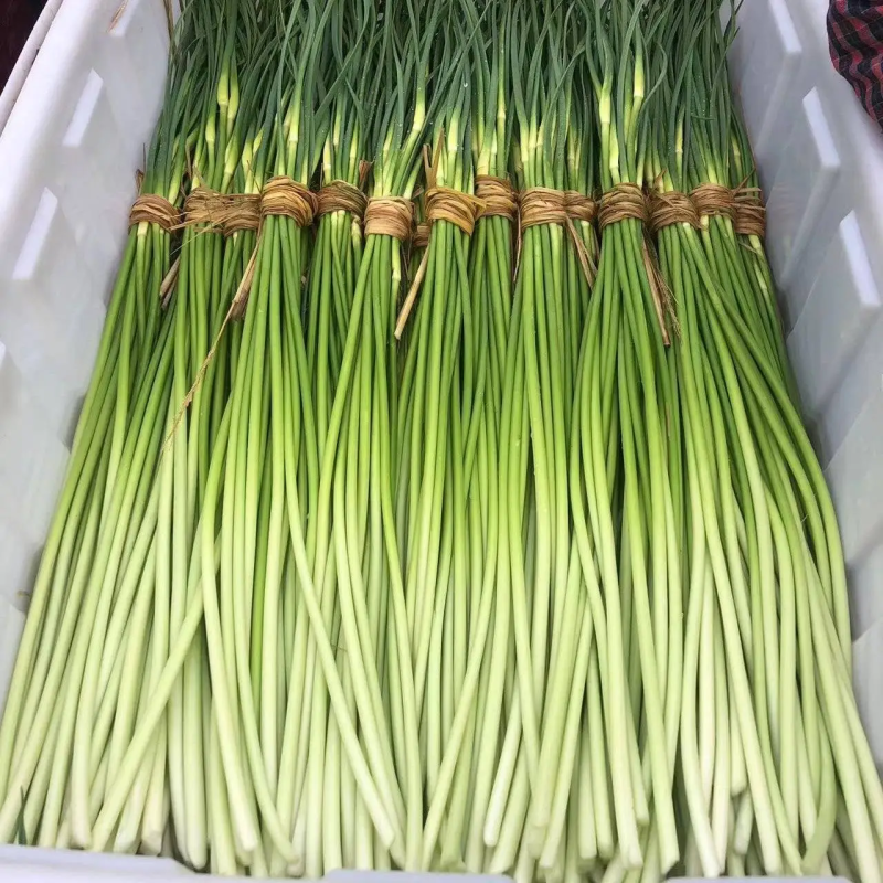 江苏邳州红帽蒜苔精品蒜苔产地直发品质保证