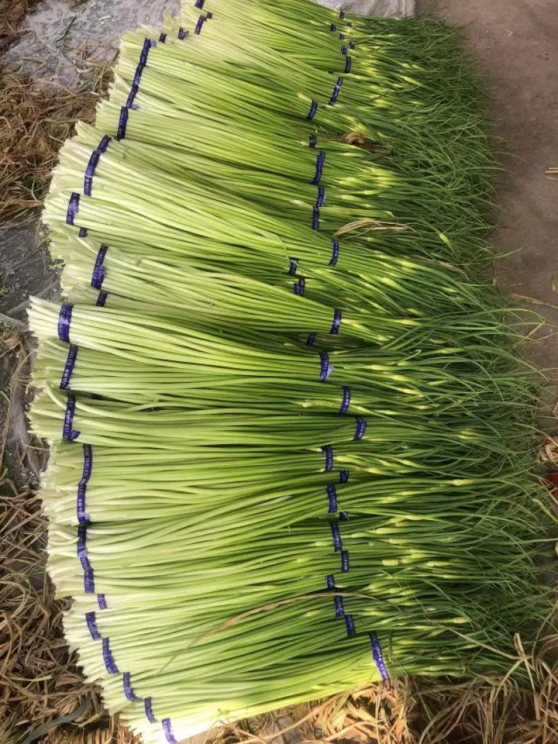 江苏邳州红帽蒜苔精品蒜苔产地直发品质保证