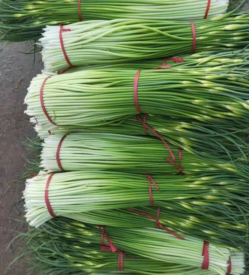 江苏邳州红帽蒜苔精品蒜苔产地直发品质保证