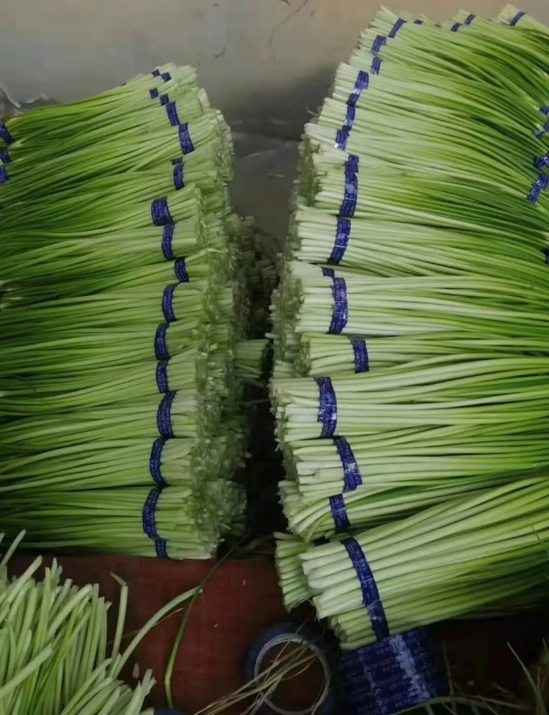江苏邳州红帽蒜苔精品蒜苔产地直发品质保证