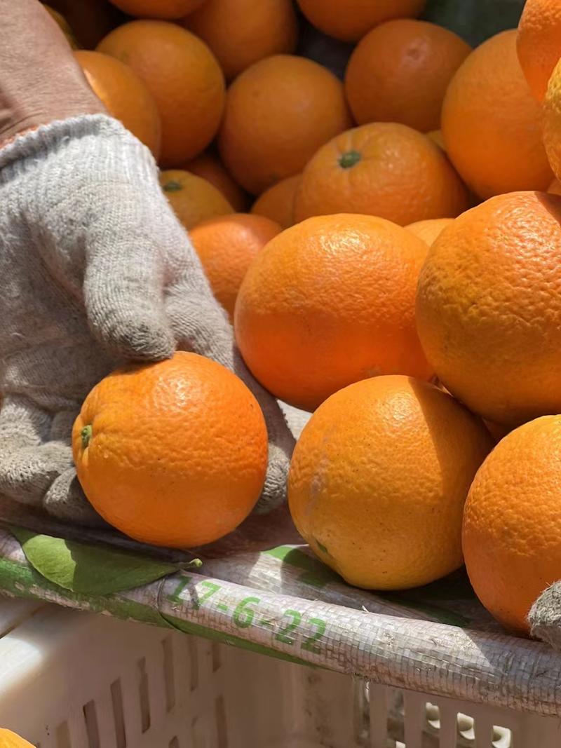 伦晚脐橙皮薄汁甜质量保障对接全国电商批发商超市欢迎来电