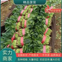 精品菠菜大叶菠菜产地直发品质保证河南汝州