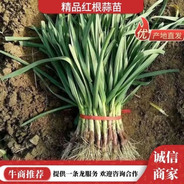 精品红根蒜苗产地直发对接各类客户欢迎咨询