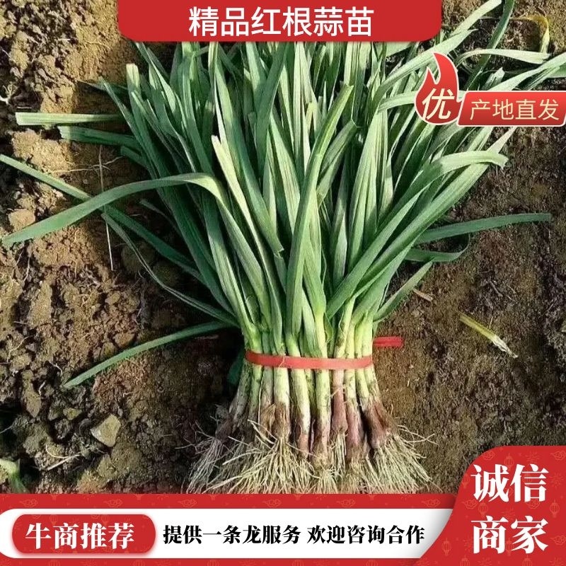 精品红根蒜苗产地直发对接各类客户欢迎咨询