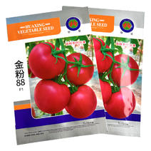 金粉88番茄种子粉果水果番茄中早熟硬果陆地栽厚皮高秧大果
