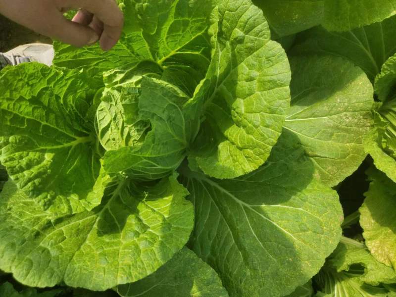 精品大白菜规格齐全质量保证价格实惠全国发货