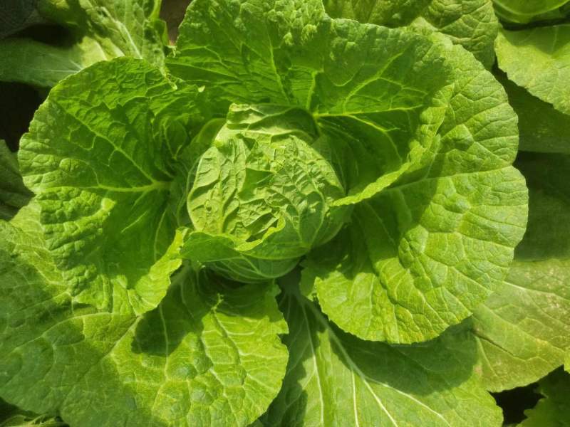 精品大白菜规格齐全质量保证价格实惠全国发货