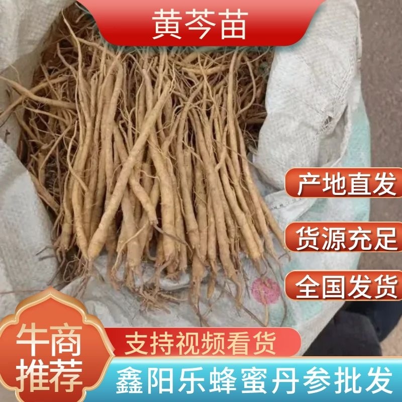 黄芩苗，一手货源质量保证，欢迎电联采购，量大从优