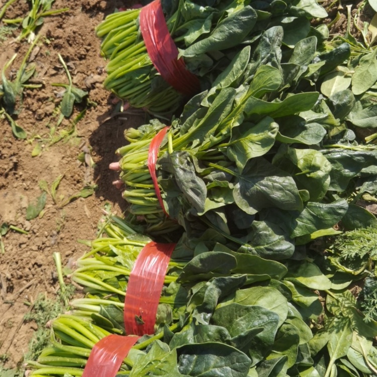 【实力】大叶菠菜质量保障诚信为本对接全国电商批发商档口