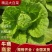 精品大白菜规格齐全质量保证价格实惠全国发货