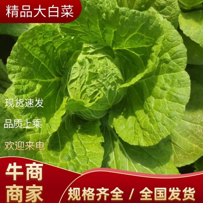 精品大白菜规格齐全质量保证价格实惠全国发货