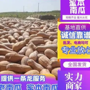金韩蜜本南瓜，万亩基地精品市场货，电商货养殖货