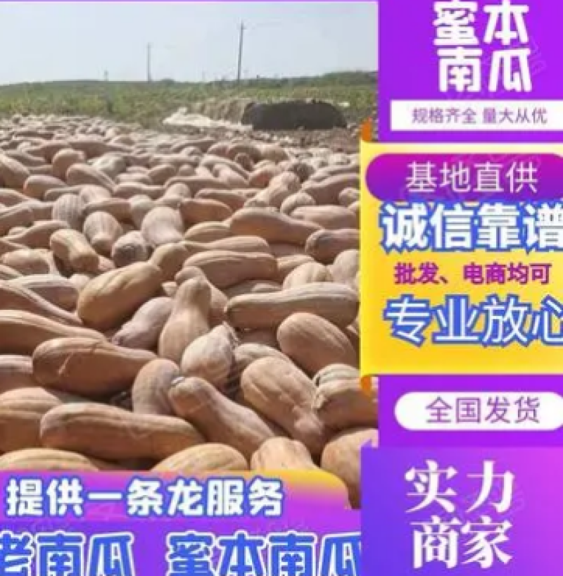 金韩蜜本南瓜，万亩基地精品市场货，电商货养殖货