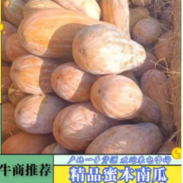 【热卖】金韩密本老南瓜产地直发价格美丽欢迎来电选购