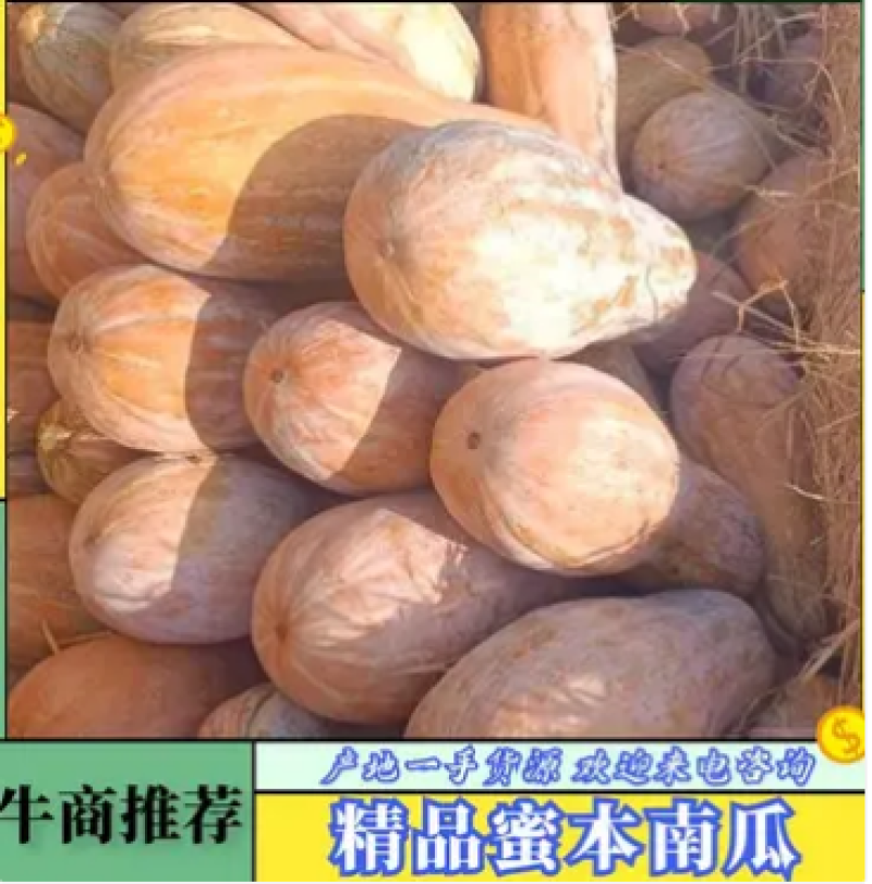 【热卖】金韩密本老南瓜产地直发价格美丽欢迎来电选购