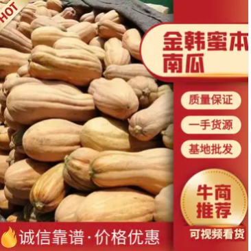 【热卖】蜜本南瓜精品货电商货产地直供量大从优