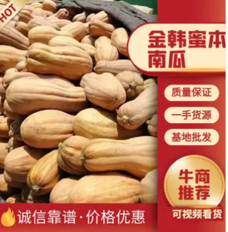 【热卖】蜜本南瓜精品货电商货产地直供量大从优