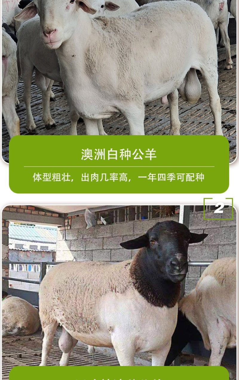 供应8-10月龄杜寒杂交一代精品鲁西黑头杜泊羊