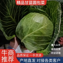 徐州甘蓝，徐州苞菜，兰州包甘蓝，散装甘蓝，包菜，圆包菜