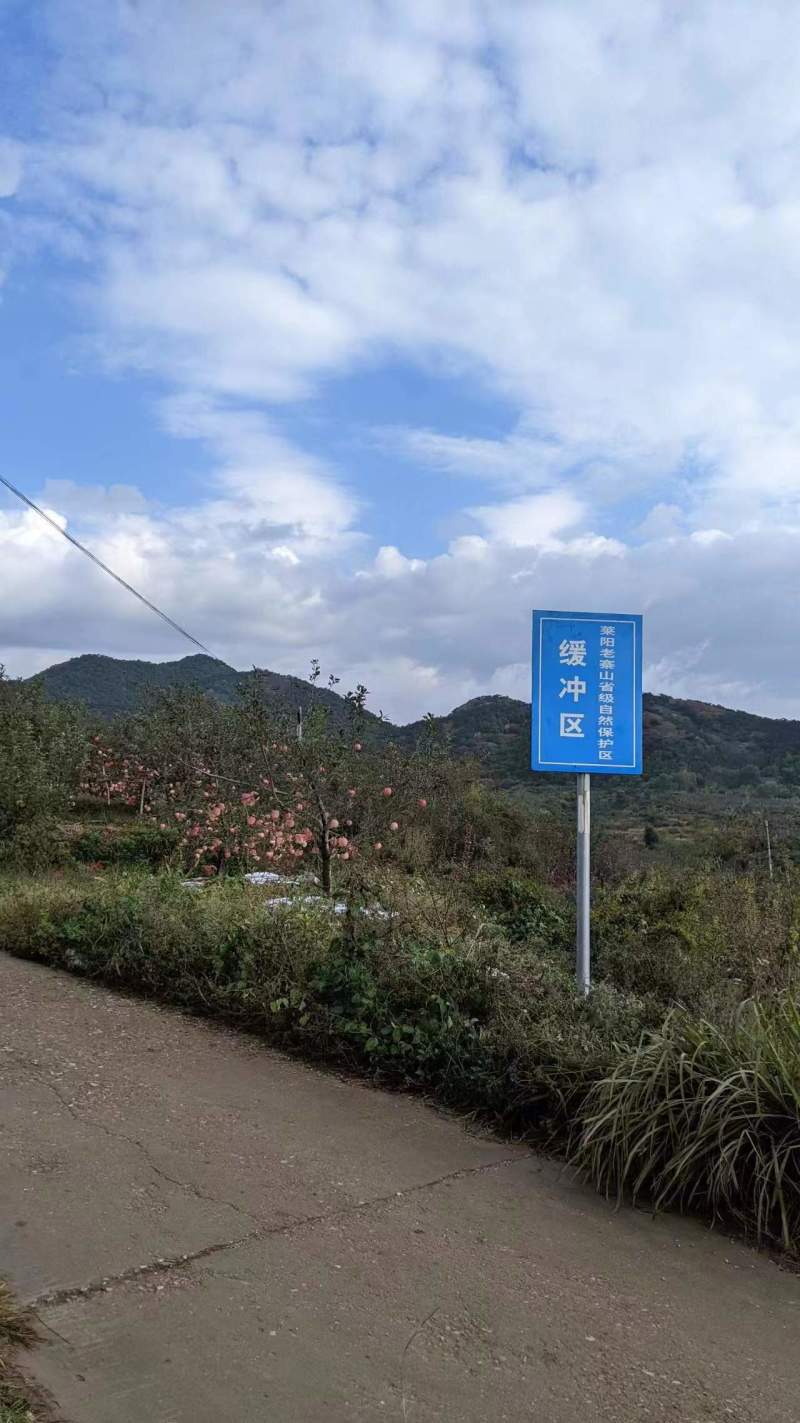 红富士苹果