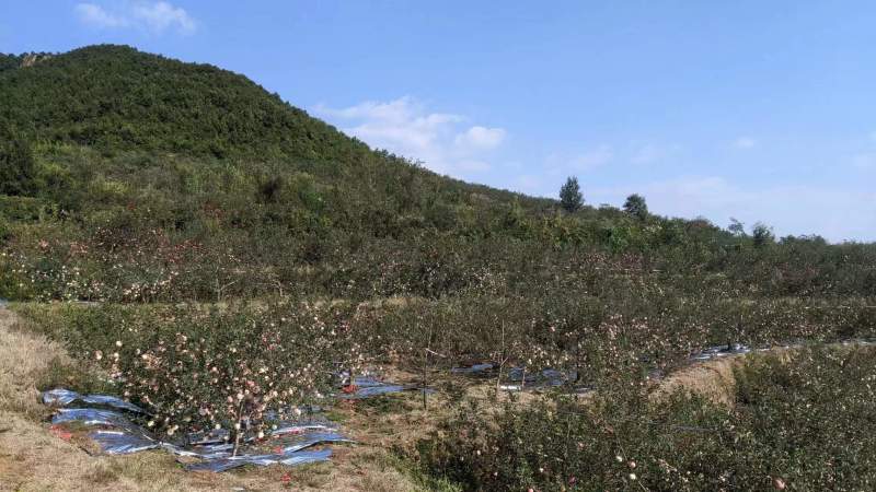 正宗烟台红富士苹果