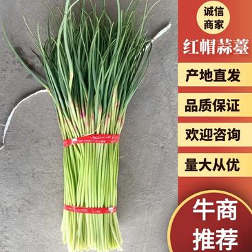 江苏邳州红帽蒜苔精品蒜苔产地直发品质保证