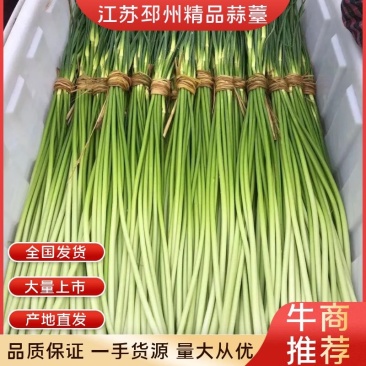 邳州精品蒜薹白帽蒜薹产地直发品质保证欢迎咨询合作
