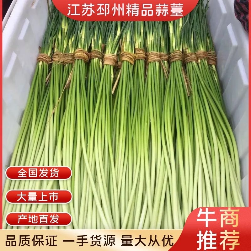 邳州精品蒜薹白帽蒜薹产地直发品质保证欢迎咨询合作