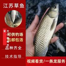 草鱼草鱼大小规格优质品质，提供养殖技术免费送货