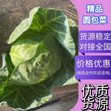 精品福建漳州包菜，圆包菜，边贸菜现摘现卖一手货源充足