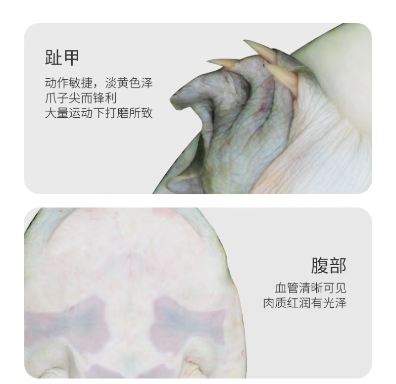精品优质甲鱼基地直供一手货源品质保证诚信经营欢迎采购