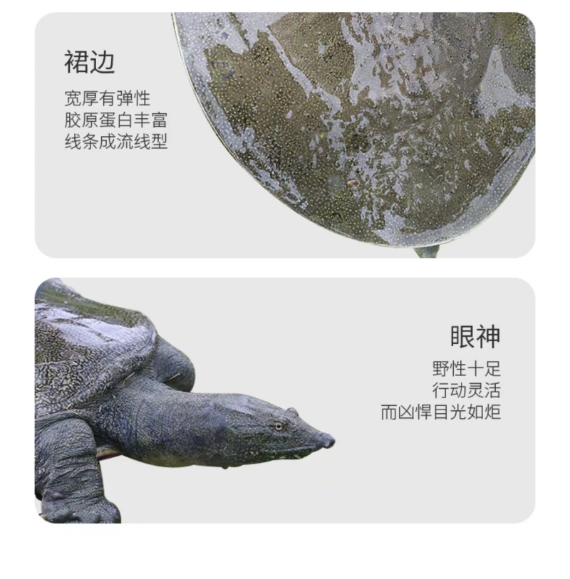 精品优质甲鱼基地直供一手货源品质保证诚信经营欢迎采购