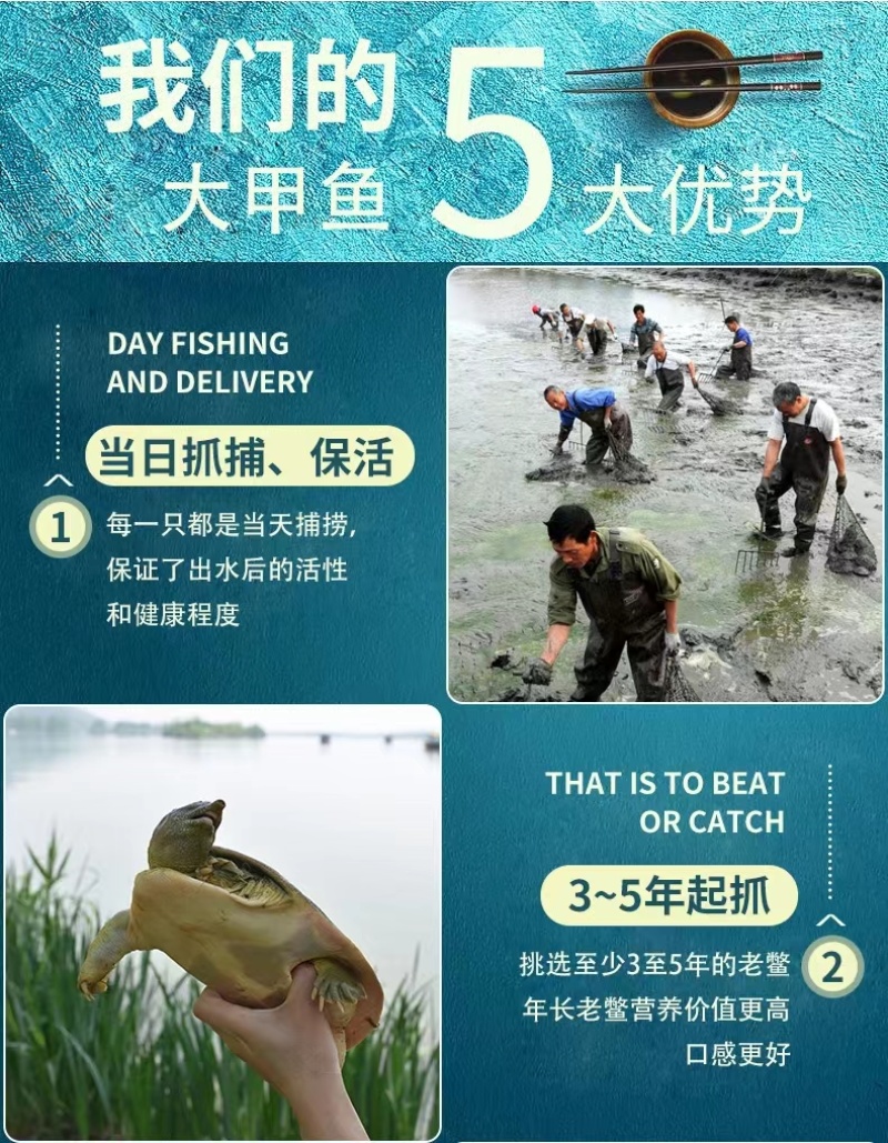 精品优质甲鱼基地直供一手货源品质保证诚信经营欢迎采购