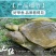 精品优质甲鱼基地直供一手货源品质保证诚信经营欢迎采购