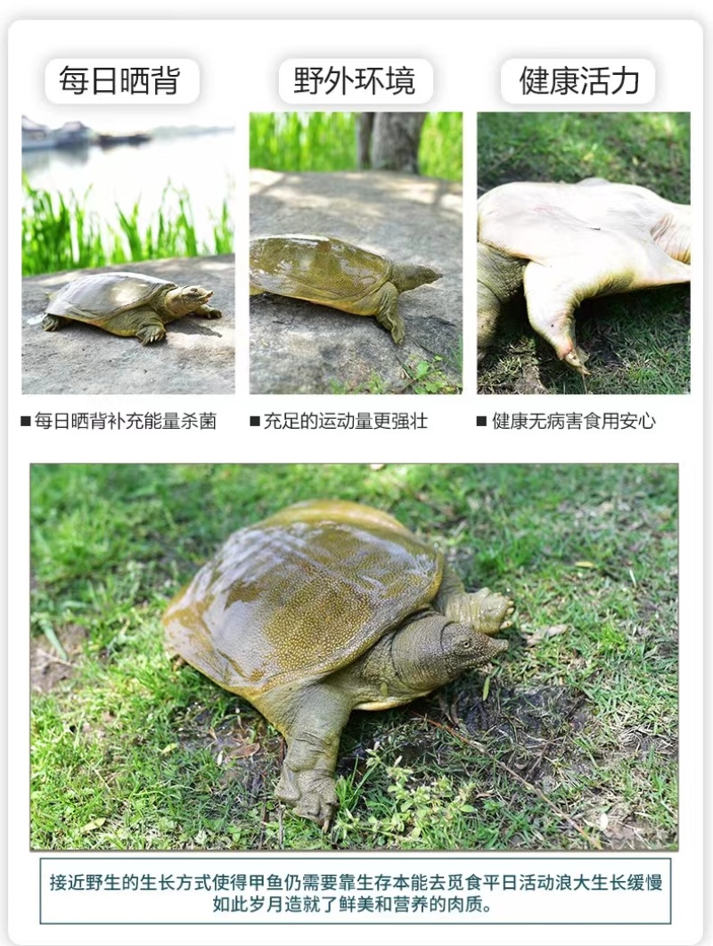 精品优质甲鱼基地直供一手货源品质保证诚信经营欢迎采购