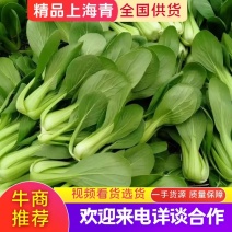 精品青菜大量供应品质保证视频看货量大从优价格实