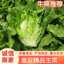 精品生菜意大利生菜一手货源视频以质论价欢迎