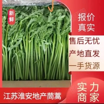 【大量供应】精品茼蒿一手货源视频保质保量欢迎来电