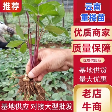 云南滇重楼苗重楼苗高杆/矮杆技术指导成活率高量大质优