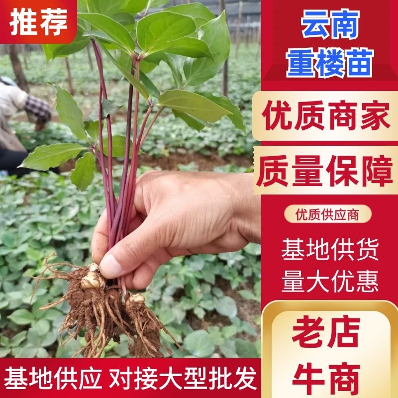 云南滇重楼苗重楼苗高杆/矮杆技术指导成活率高量大质优