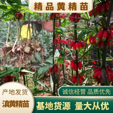黄精苗滇黄精苗红花滇黄精包技术包回收